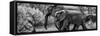 Awesome South Africa Collection Panoramic - Elephant Family B&W-Philippe Hugonnard-Framed Stretched Canvas