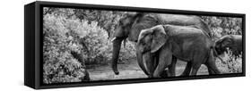 Awesome South Africa Collection Panoramic - Elephant Family B&W-Philippe Hugonnard-Framed Stretched Canvas