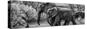 Awesome South Africa Collection Panoramic - Elephant Family B&W-Philippe Hugonnard-Stretched Canvas