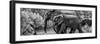 Awesome South Africa Collection Panoramic - Elephant Family B&W-Philippe Hugonnard-Framed Photographic Print