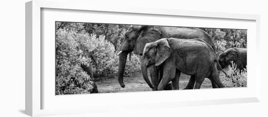 Awesome South Africa Collection Panoramic - Elephant Family B&W-Philippe Hugonnard-Framed Photographic Print