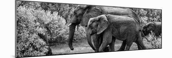 Awesome South Africa Collection Panoramic - Elephant Family B&W-Philippe Hugonnard-Mounted Photographic Print