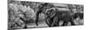 Awesome South Africa Collection Panoramic - Elephant Family B&W-Philippe Hugonnard-Mounted Photographic Print