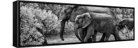 Awesome South Africa Collection Panoramic - Elephant Family B&W-Philippe Hugonnard-Framed Stretched Canvas