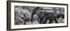 Awesome South Africa Collection Panoramic - Elephant Family B&W-Philippe Hugonnard-Framed Premium Photographic Print