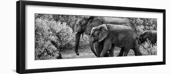 Awesome South Africa Collection Panoramic - Elephant Family B&W-Philippe Hugonnard-Framed Premium Photographic Print