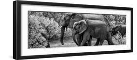 Awesome South Africa Collection Panoramic - Elephant Family B&W-Philippe Hugonnard-Framed Premium Photographic Print