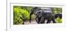 Awesome South Africa Collection Panoramic - Elephant Family-Philippe Hugonnard-Framed Photographic Print