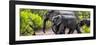 Awesome South Africa Collection Panoramic - Elephant Family-Philippe Hugonnard-Framed Photographic Print