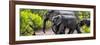 Awesome South Africa Collection Panoramic - Elephant Family-Philippe Hugonnard-Framed Photographic Print
