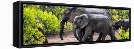 Awesome South Africa Collection Panoramic - Elephant Family-Philippe Hugonnard-Framed Stretched Canvas