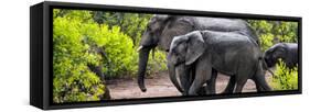 Awesome South Africa Collection Panoramic - Elephant Family-Philippe Hugonnard-Framed Stretched Canvas