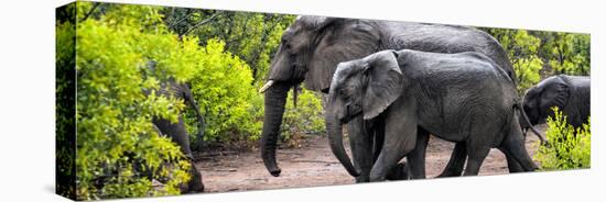 Awesome South Africa Collection Panoramic - Elephant Family-Philippe Hugonnard-Stretched Canvas