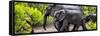 Awesome South Africa Collection Panoramic - Elephant Family-Philippe Hugonnard-Framed Stretched Canvas