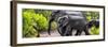 Awesome South Africa Collection Panoramic - Elephant Family-Philippe Hugonnard-Framed Photographic Print