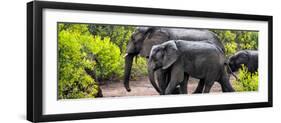 Awesome South Africa Collection Panoramic - Elephant Family-Philippe Hugonnard-Framed Photographic Print