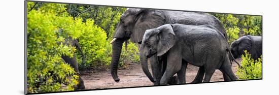 Awesome South Africa Collection Panoramic - Elephant Family-Philippe Hugonnard-Mounted Photographic Print