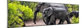 Awesome South Africa Collection Panoramic - Elephant Family-Philippe Hugonnard-Mounted Photographic Print