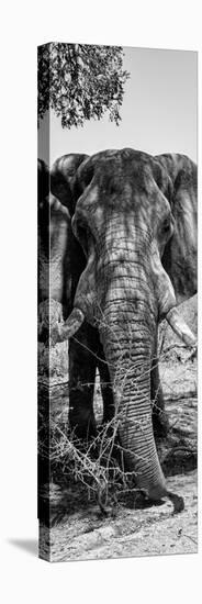 Awesome South Africa Collection Panoramic - Elephant Portrait B&W-Philippe Hugonnard-Stretched Canvas