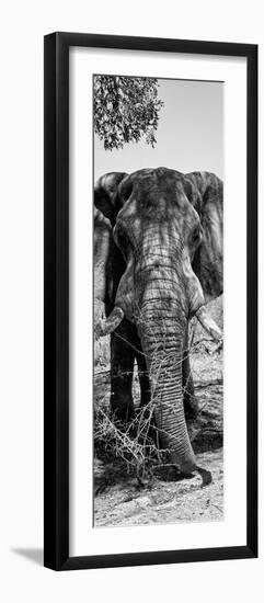 Awesome South Africa Collection Panoramic - Elephant Portrait B&W-Philippe Hugonnard-Framed Photographic Print