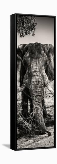 Awesome South Africa Collection Panoramic - Elephant Portrait II-Philippe Hugonnard-Framed Stretched Canvas