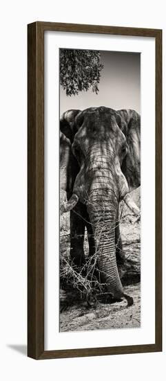 Awesome South Africa Collection Panoramic - Elephant Portrait II-Philippe Hugonnard-Framed Photographic Print