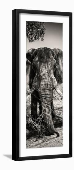 Awesome South Africa Collection Panoramic - Elephant Portrait II-Philippe Hugonnard-Framed Photographic Print