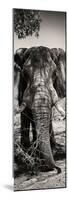 Awesome South Africa Collection Panoramic - Elephant Portrait II-Philippe Hugonnard-Mounted Photographic Print