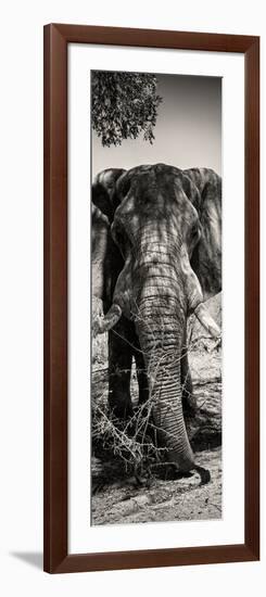 Awesome South Africa Collection Panoramic - Elephant Portrait II-Philippe Hugonnard-Framed Photographic Print