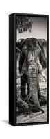 Awesome South Africa Collection Panoramic - Elephant Portrait II-Philippe Hugonnard-Framed Stretched Canvas