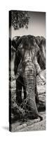 Awesome South Africa Collection Panoramic - Elephant Portrait II-Philippe Hugonnard-Stretched Canvas