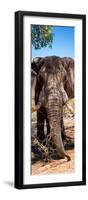 Awesome South Africa Collection Panoramic - Elephant Portrait-Philippe Hugonnard-Framed Photographic Print