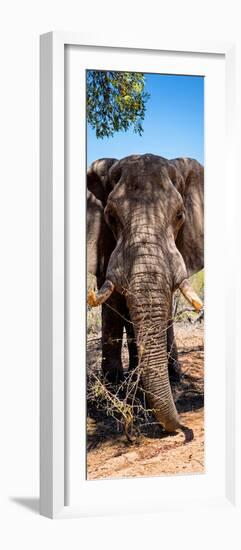 Awesome South Africa Collection Panoramic - Elephant Portrait-Philippe Hugonnard-Framed Photographic Print