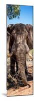 Awesome South Africa Collection Panoramic - Elephant Portrait-Philippe Hugonnard-Mounted Photographic Print