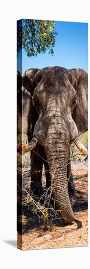 Awesome South Africa Collection Panoramic - Elephant Portrait-Philippe Hugonnard-Stretched Canvas