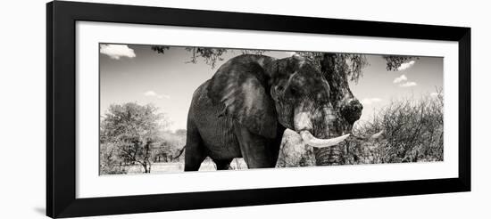 Awesome South Africa Collection Panoramic - Elephant Profile II-Philippe Hugonnard-Framed Photographic Print