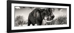 Awesome South Africa Collection Panoramic - Elephant Profile II-Philippe Hugonnard-Framed Photographic Print