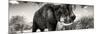 Awesome South Africa Collection Panoramic - Elephant Profile II-Philippe Hugonnard-Mounted Photographic Print