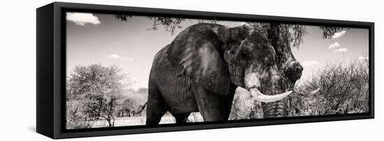 Awesome South Africa Collection Panoramic - Elephant Profile II-Philippe Hugonnard-Framed Stretched Canvas