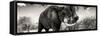 Awesome South Africa Collection Panoramic - Elephant Profile II-Philippe Hugonnard-Framed Stretched Canvas