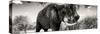 Awesome South Africa Collection Panoramic - Elephant Profile II-Philippe Hugonnard-Stretched Canvas