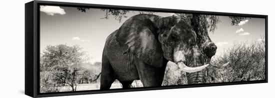 Awesome South Africa Collection Panoramic - Elephant Profile II-Philippe Hugonnard-Framed Stretched Canvas