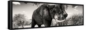 Awesome South Africa Collection Panoramic - Elephant Profile II-Philippe Hugonnard-Framed Stretched Canvas