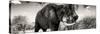 Awesome South Africa Collection Panoramic - Elephant Profile II-Philippe Hugonnard-Stretched Canvas