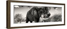 Awesome South Africa Collection Panoramic - Elephant Profile II-Philippe Hugonnard-Framed Photographic Print