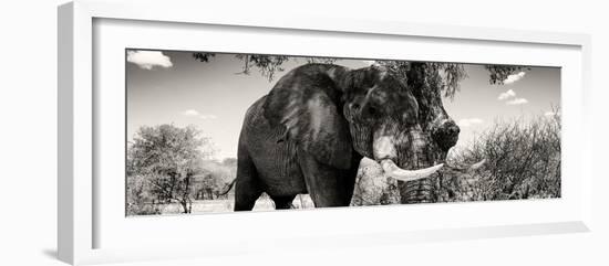 Awesome South Africa Collection Panoramic - Elephant Profile II-Philippe Hugonnard-Framed Photographic Print