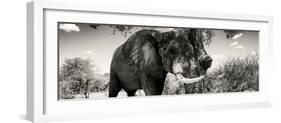 Awesome South Africa Collection Panoramic - Elephant Profile II-Philippe Hugonnard-Framed Photographic Print