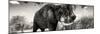 Awesome South Africa Collection Panoramic - Elephant Profile II-Philippe Hugonnard-Mounted Photographic Print