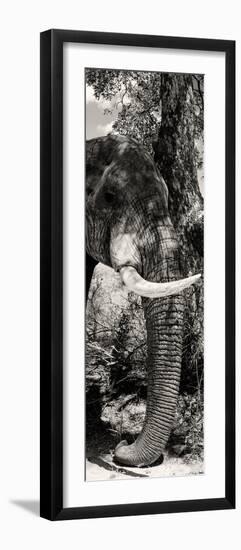 Awesome South Africa Collection Panoramic - Elephant Profile-Philippe Hugonnard-Framed Photographic Print