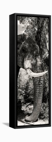 Awesome South Africa Collection Panoramic - Elephant Profile-Philippe Hugonnard-Framed Stretched Canvas